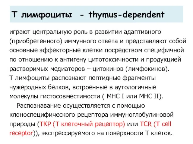 Т лимфоциты - thymus-dependent играют центральную роль в развитии адаптивного (приобретенного)