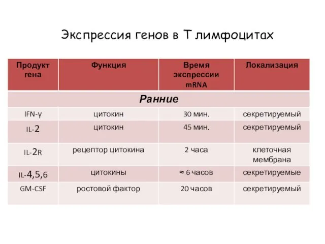 Экспрессия генов в Т лимфоцитах