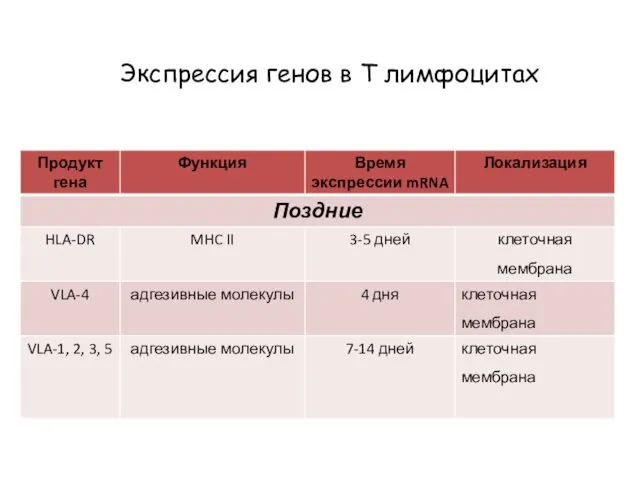 Экспрессия генов в Т лимфоцитах