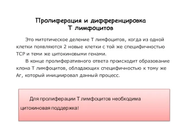 Пролиферация и дифференцировка Т лимфоцитов Это митотическое деление Т лимфоцитов, когда