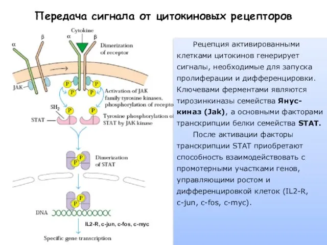 IL2-R, c-jun, c-fos, c-myc Передача сигнала от цитокиновых рецепторов Рецепция активированными