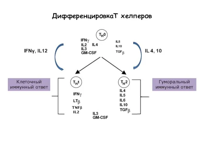 ДифференцировкаТ хелперов Клеточный иммунный ответ Гуморальный иммунный ответ IFNγ, IL12 IL 4, 10 TNFβ IL2