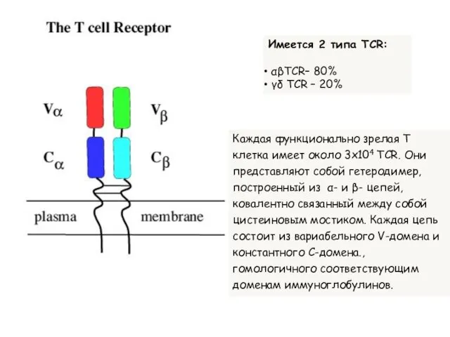 Имеется 2 типа TCR: αβTCR– 80% γδ TCR – 20% Каждая