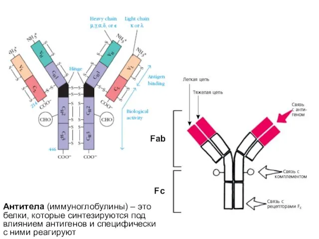 Антитела (иммуноглобулины) – это белки, которые синтезируются под влиянием антигенов и