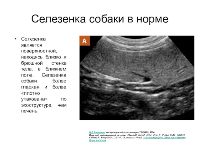 Селезенка собаки в норме Селезенка является поверхностной, находясь близко к брюшной