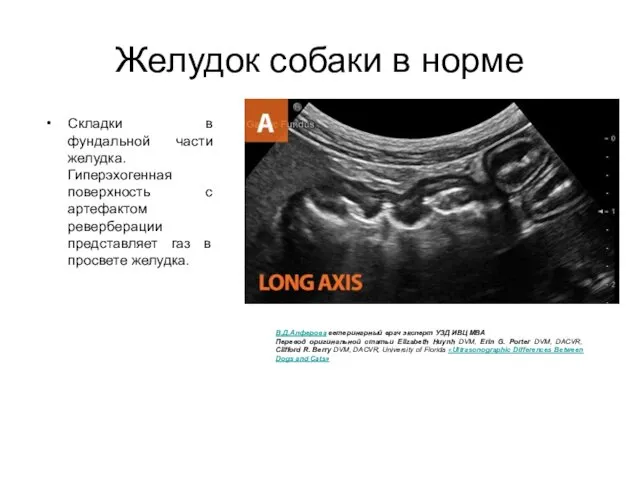 Желудок собаки в норме Складки в фундальной части желудка. Гиперэхогенная поверхность