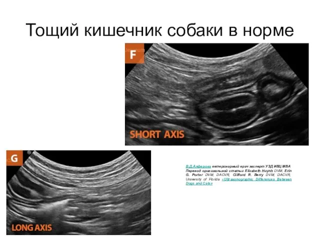 Тощий кишечник собаки в норме В.Д.Алферова ветеринарный врач эксперт УЗД ИВЦ