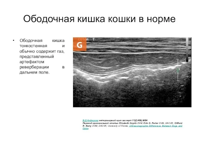 Ободочная кишка кошки в норме Ободочная кишка тонкостенная и обычно содержит