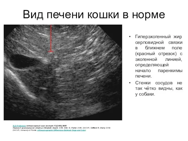 Вид печени кошки в норме Гиперэхогенный жир серповидной связки в ближнем