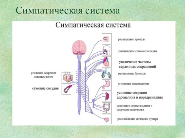 Симпатическая система