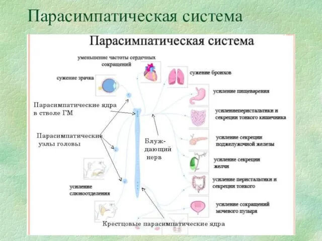 Парасимпатическая система