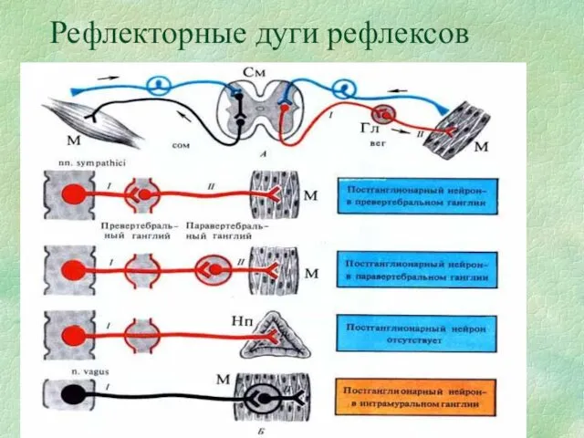 Рефлекторные дуги рефлексов