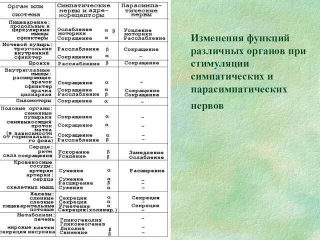 Изменения функций различных органов при стимуляции симпатических и парасимпатических нервов