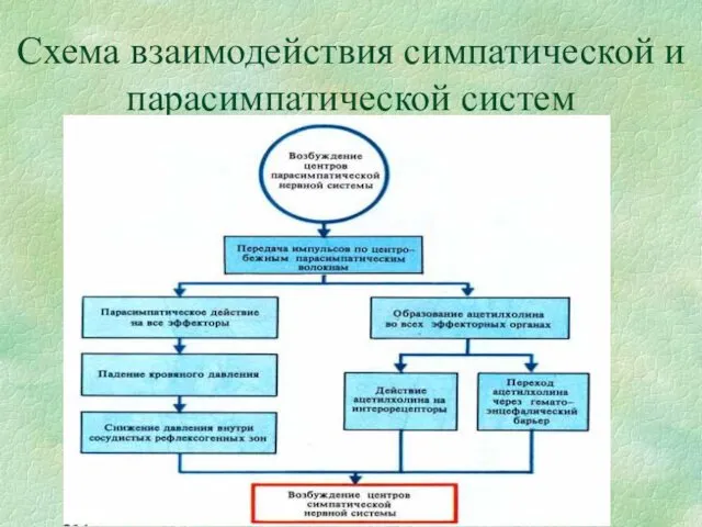 Схема взаимодействия симпатической и парасимпатической систем