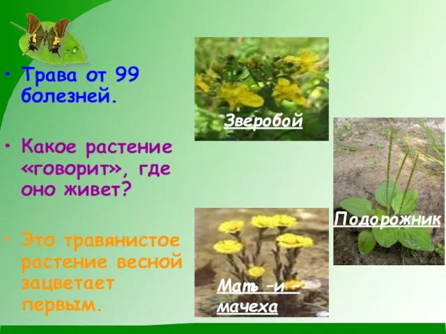 Трава от 99 болезней. Какое растение «говорит», где оно живет? Это