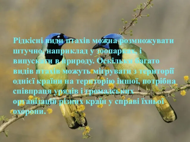 Рідкісні види птахів можна розмножувати штучно, наприклад у зоопарках, і випускати