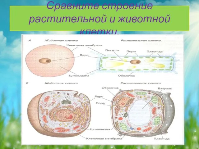 Сравните строение растительной и животной клетки.