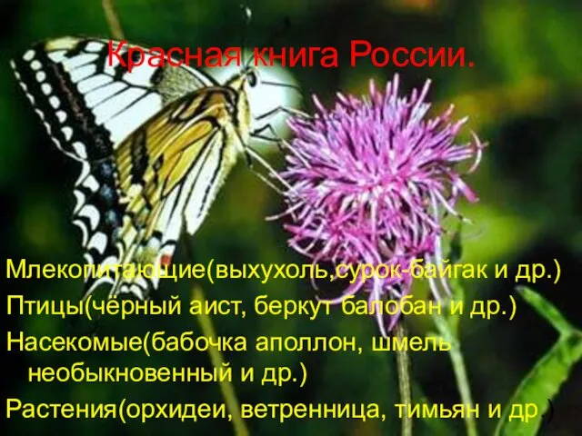 Красная книга России. Млекопитающие(выхухоль,сурок-байгак и др.) Птицы(чёрный аист, беркут балобан и