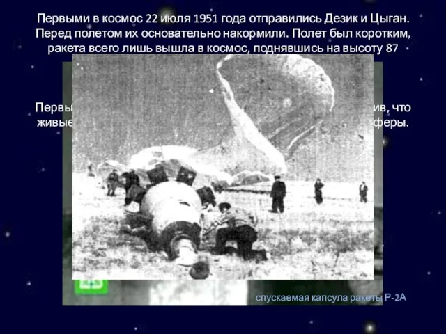 Первыми в космос 22 июля 1951 года отправились Дезик и Цыган.