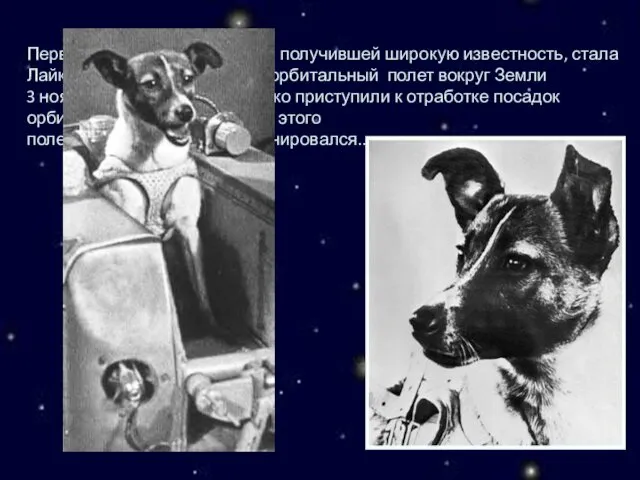 Первой собакой-космонавтом, получившей широкую известность, стала Лайка, совершившая первый орбитальный полет
