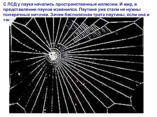 С ЛСД у паука начались пространственные иллюзии. И мир, в представлении