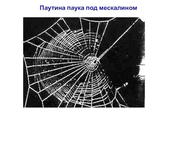 Паутина паука под мескалином