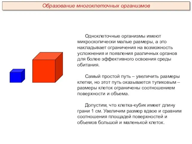 Одноклеточные организмы имеют микроскопически малые размеры, а это накладывает ограничения на