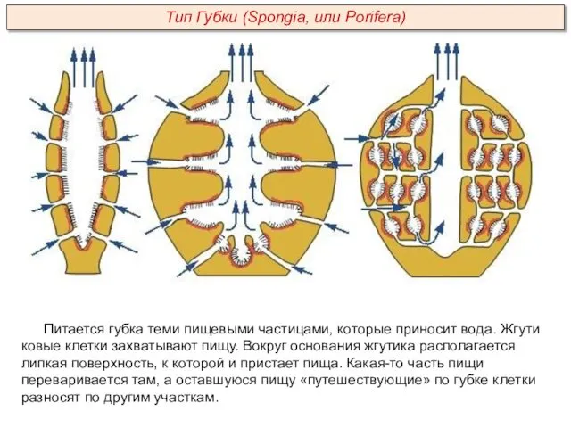 Питается губка теми пищевыми частицами, которые приносит вода. Жгути­ковые клетки захватывают