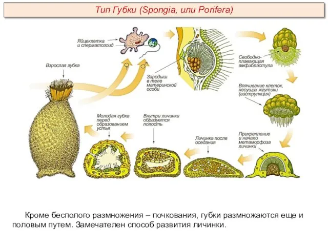 Кроме бесполого размножения – почкования, губки размножаются еще и половым путем.