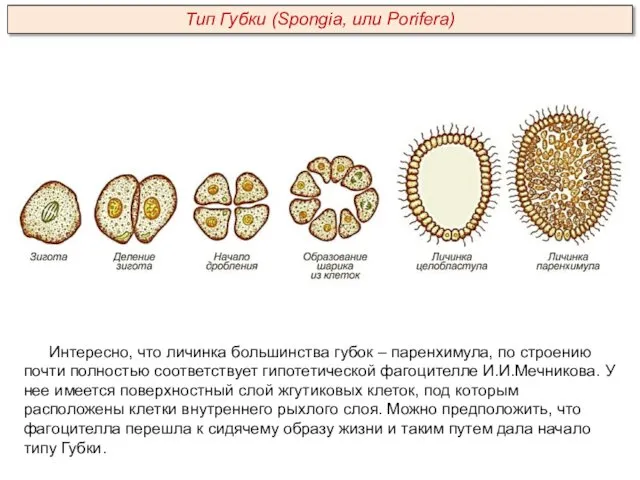 Интересно, что личинка большинства губок – паренхимула, по строению почти полностью