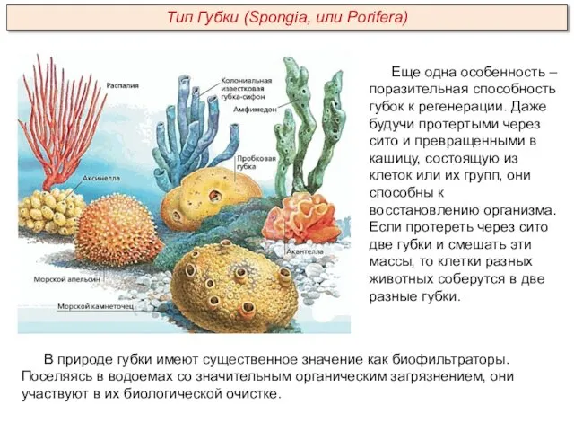 Еще одна особенность – поразительная способность губок к регенерации. Даже будучи