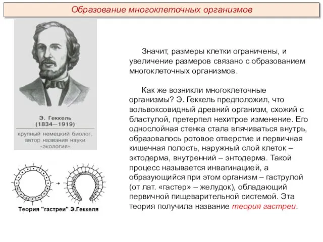 Значит, размеры клетки ограничены, и увеличение размеров связано с образованием многоклеточных