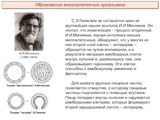 С Э.Геккелем не согласился один из крупнейших наших зоологов И.И.Мечников. Он