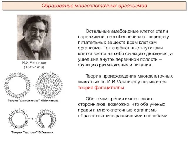 Остальные амебоидные клетки стали паренхимой, они обеспечивают передачу питательных веществ всем