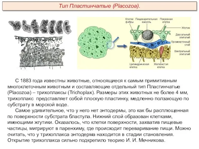 С 1883 года известны животные, относящиеся к самым примитивным многоклеточным животным