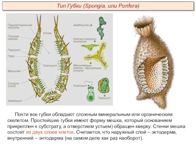 Почти все губки обладают сложным минеральным или органическим скелетом. Простейшие губки