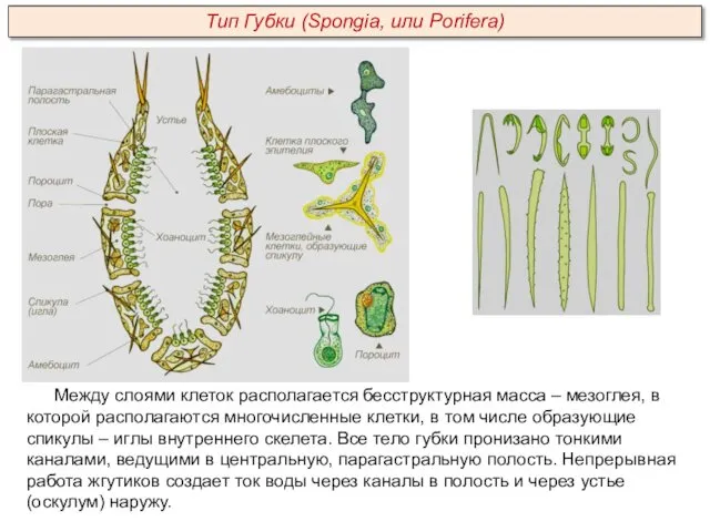 Между слоями клеток располагается бесструктурная масса – мезоглея, в которой располагаются