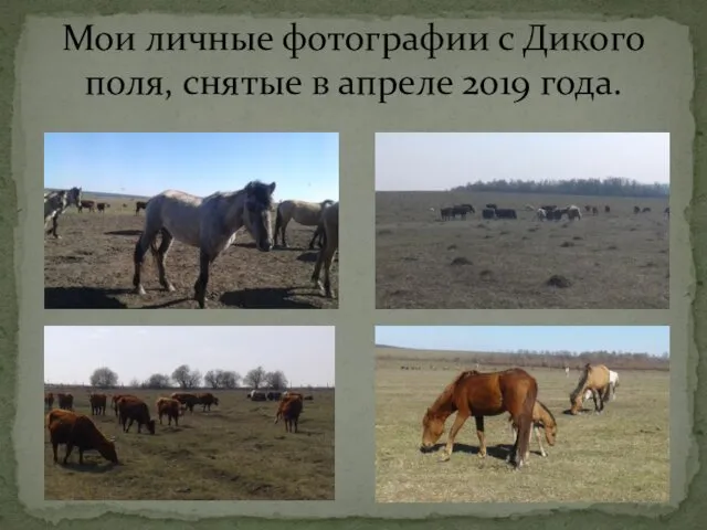 Мои личные фотографии с Дикого поля, снятые в апреле 2019 года.