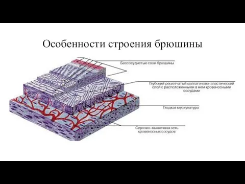 Особенности строения брюшины