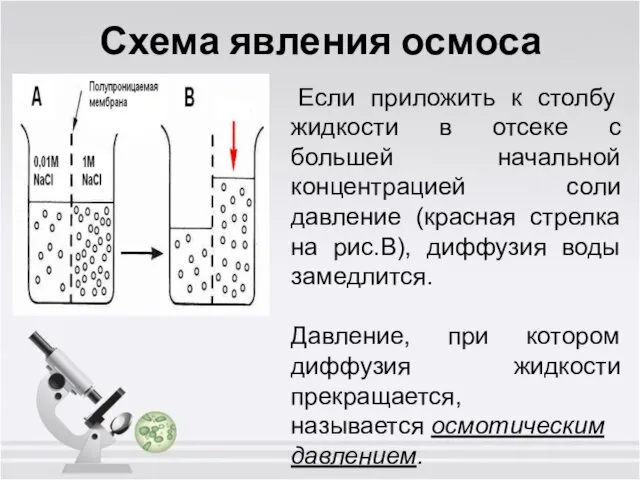 Схема явления осмоса Если приложить к столбу жидкости в отсеке с