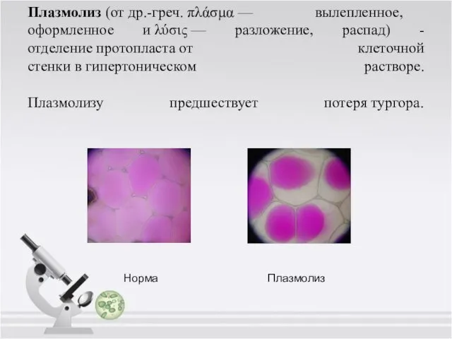 Плазмолиз (от др.-греч. πλάσμα — вылепленное, оформленное и λύσις — разложение,