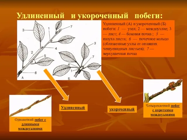 Удлиненный (А) и укороченный (Б) побеги: 1 — узел; 2 —