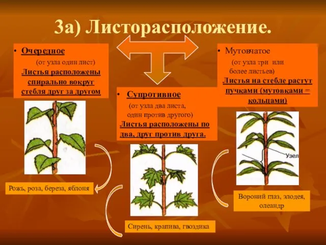 3а) Листорасположение. Очередное (от узла один лист) Листья расположены спирально вокруг