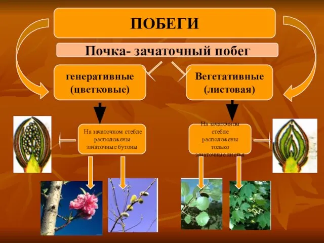 Почка- зачаточный побег генеративные (цветковые) Вегетативные (листовая) На зачаточном стебле расположены