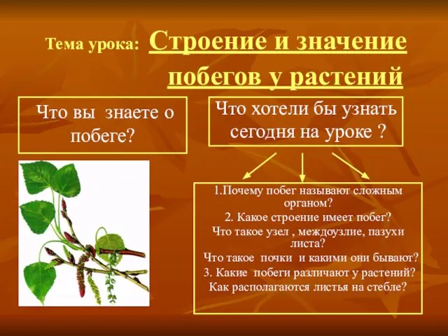 Тема урока: Строение и значение побегов у растений 1.Почему побег называют