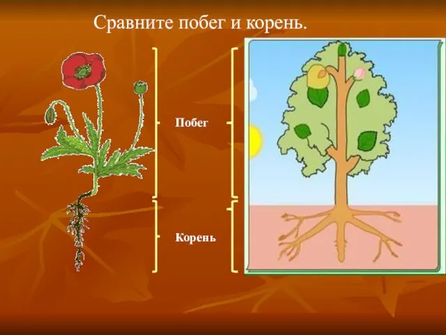 Сравните побег и корень. Побег Корень