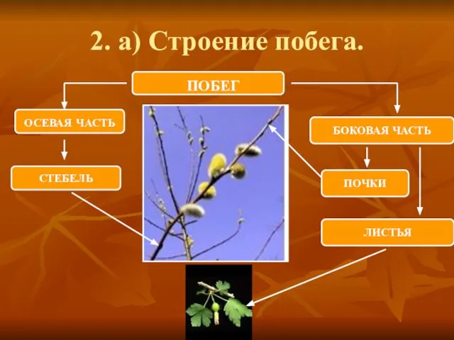 2. а) Строение побега. ПОБЕГ ОСЕВАЯ ЧАСТЬ БОКОВАЯ ЧАСТЬ СТЕБЕЛЬ ЛИСТЬЯ ПОЧКИ