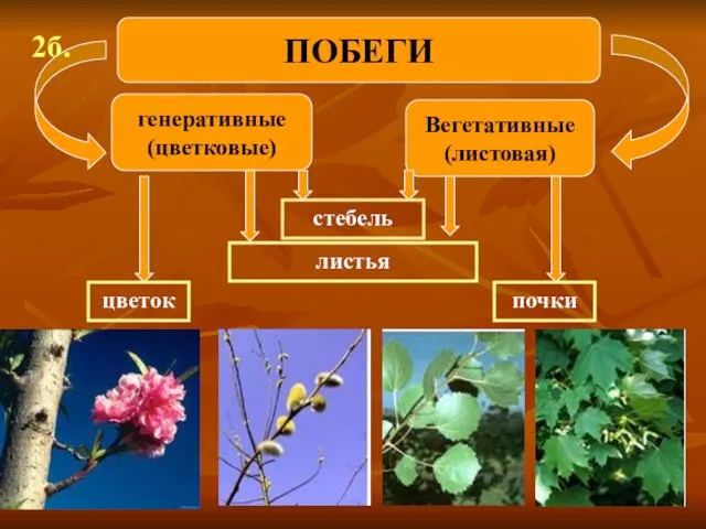 генеративные (цветковые) Вегетативные (листовая) ПОБЕГИ 2б. стебель листья почки цветок