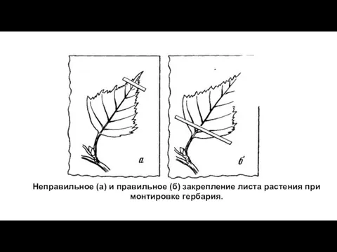 Рисунок 3. Неправильное (а) и правильное (б) закрепление листа растения при