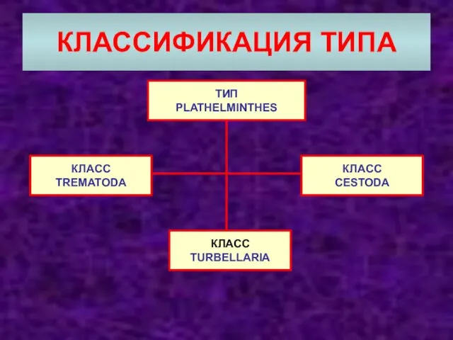 КЛАССИФИКАЦИЯ ТИПА ТИП PLATHELMINTHES КЛАСС TREMATODA КЛАСС TURBELLARIA КЛАСС CESTODA